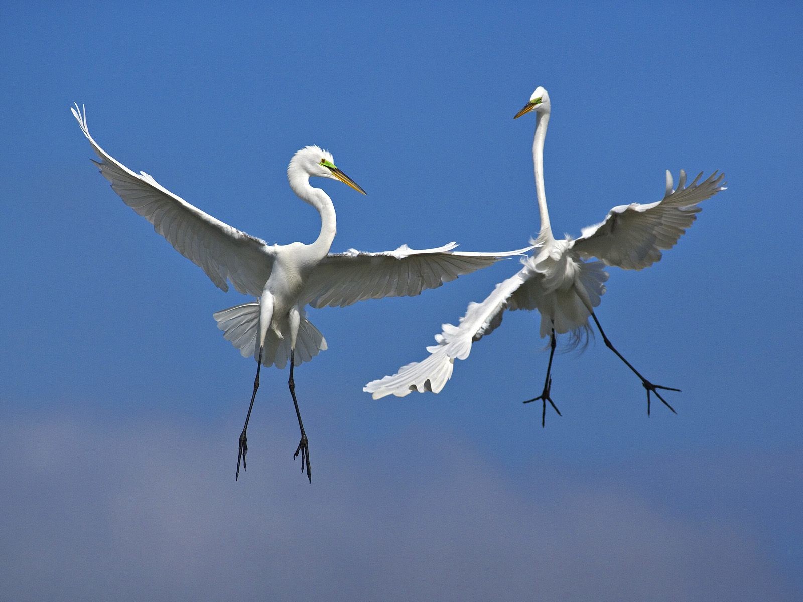 Great Egrets Fighting In Flight Venice Florida Wallpapergeeks