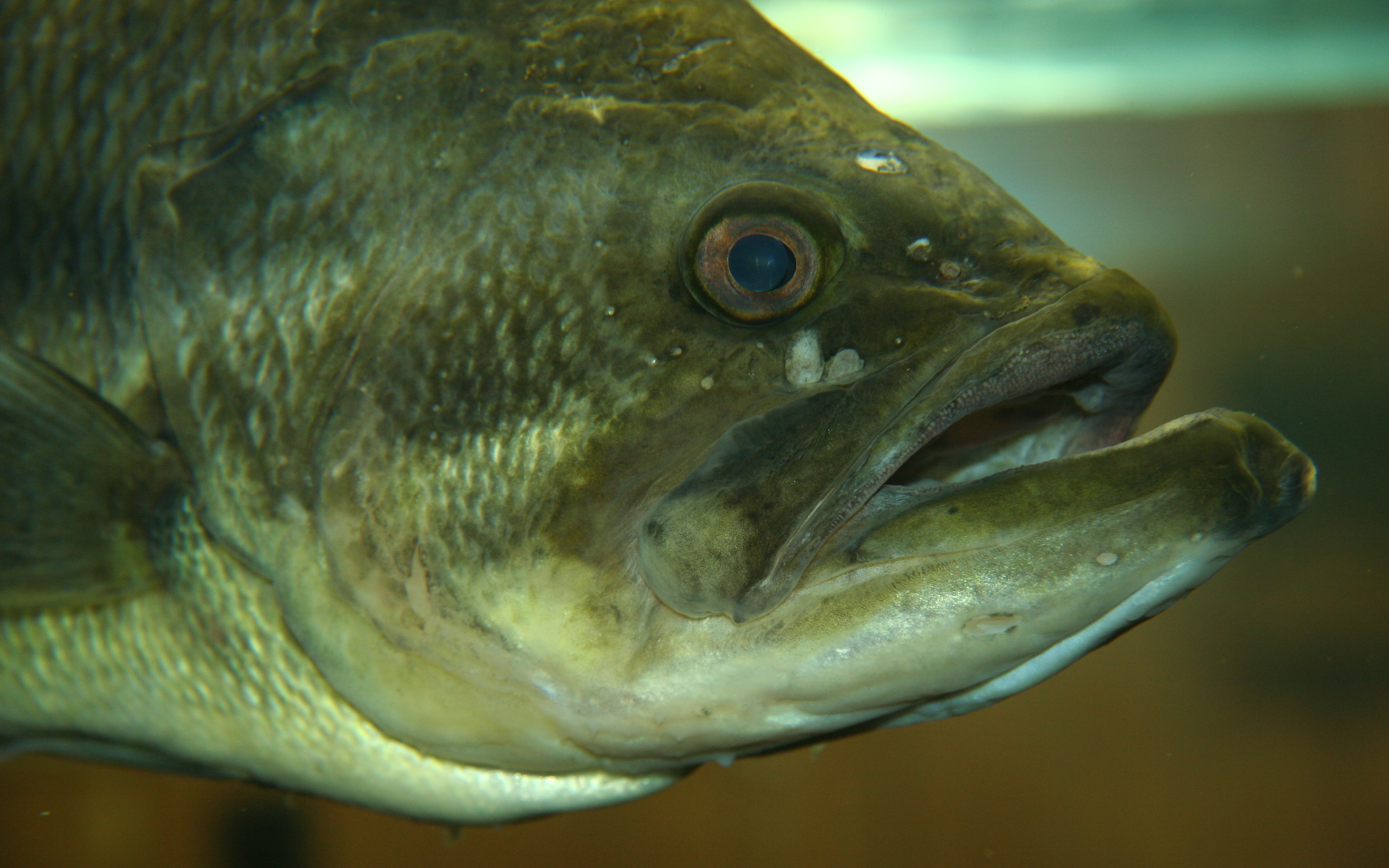 Fish Wallpaper Largemouth Bass