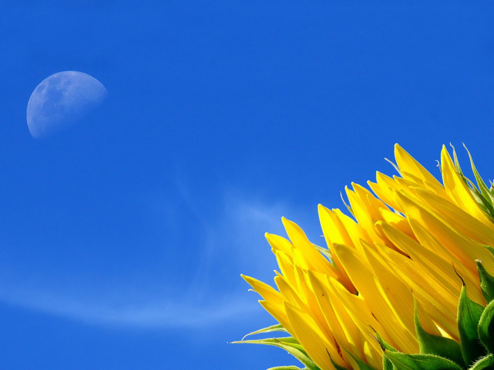 Sunflower Sky HD Wallpaper