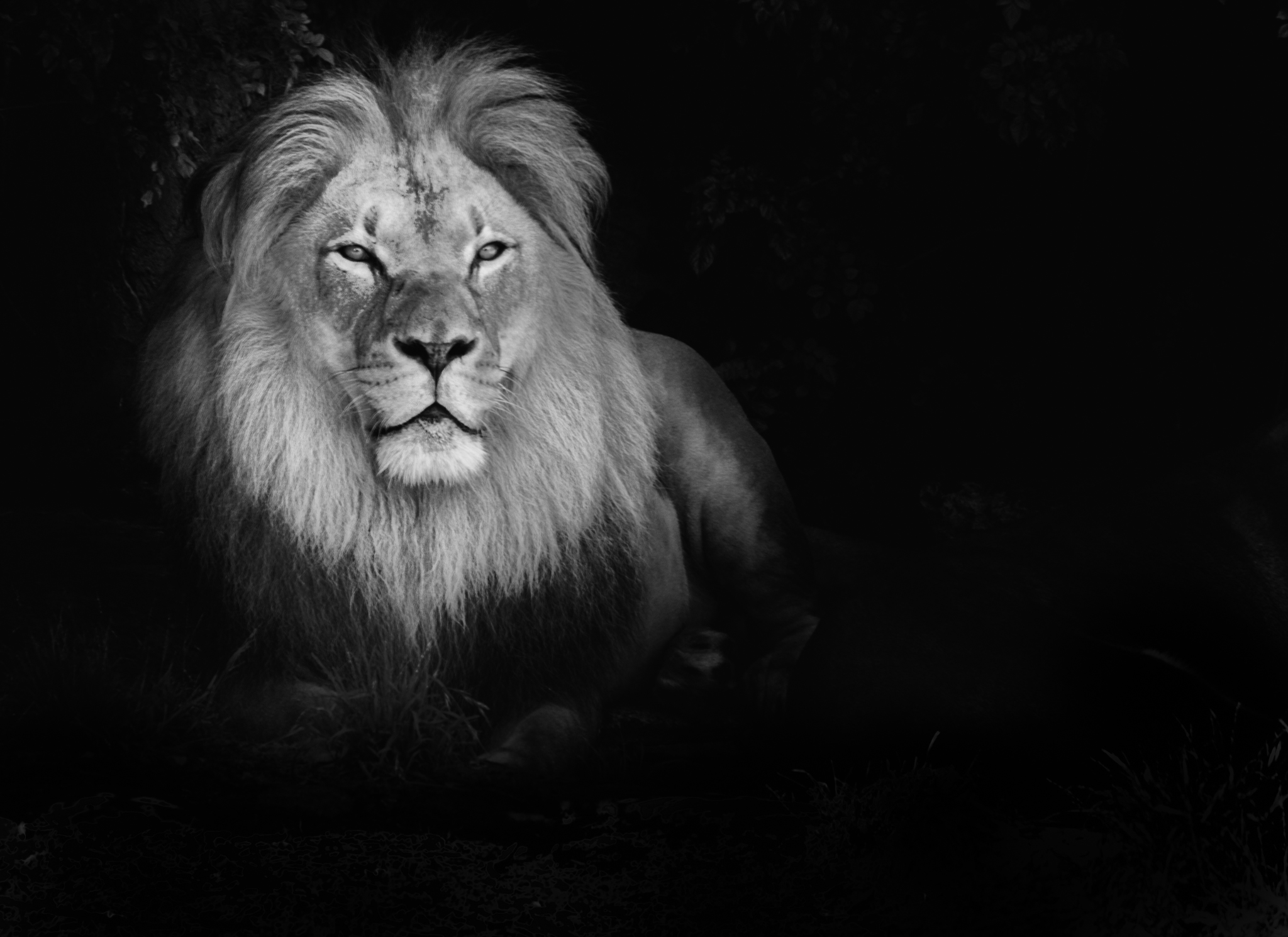 Lion Black And White High Quality Wallpaper Amazing Wallpaperz