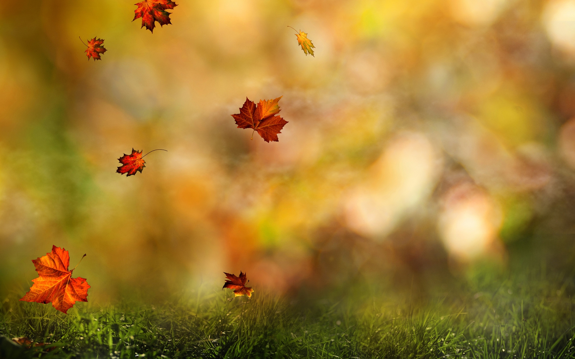 Autumn Leaves Wallpaper Background 4236724 1920x1200