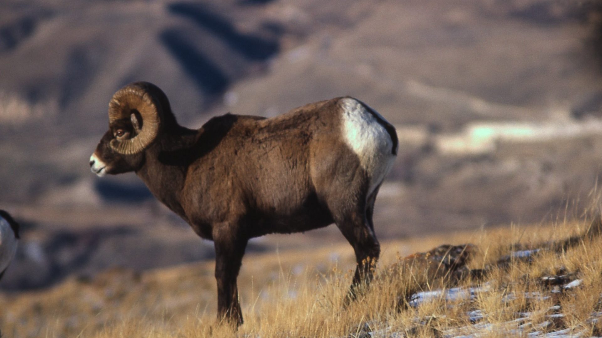 Bighorn Sheep Wallpaper And Background Image