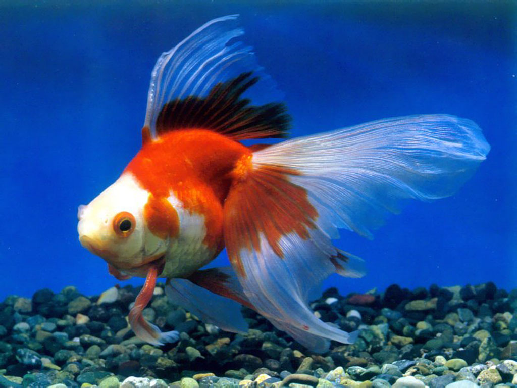 Goldfish Pet Gold Fish Picture High Definition Wallpaper