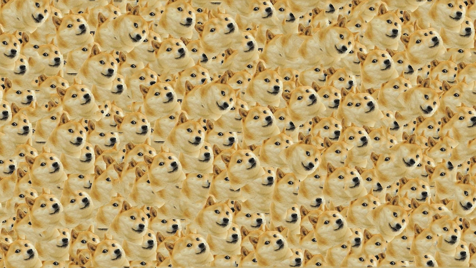 Its full of Doge   Doge Wallpaper 1920x1080 14009