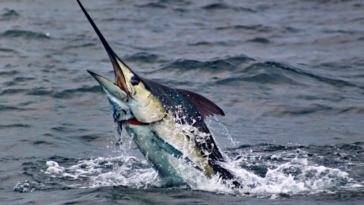 Fishing Marlin Fish Animals Sea Water Sport Wallpaper