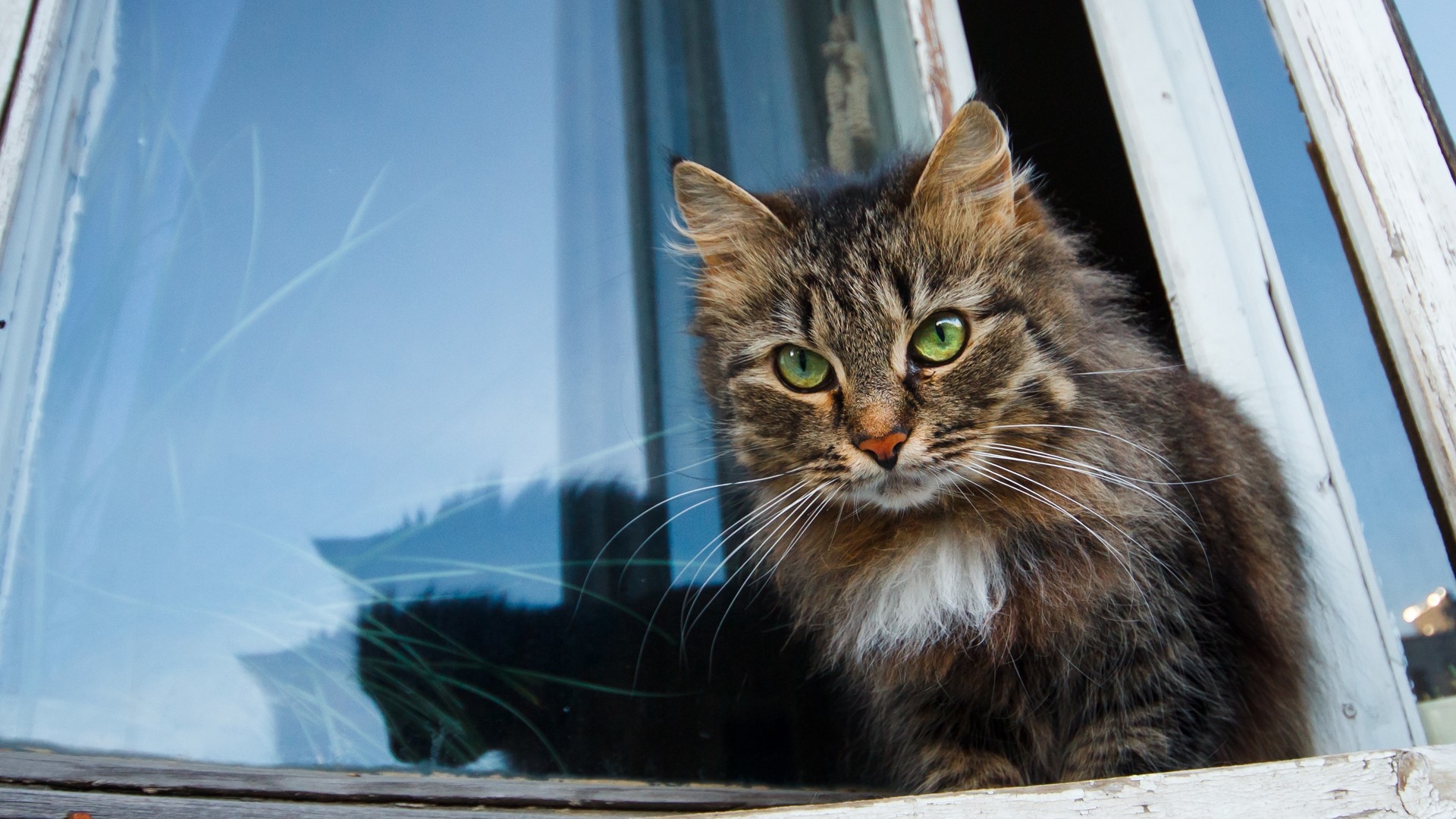 Wallpaper Cat Face Furry Windowsill Waiting