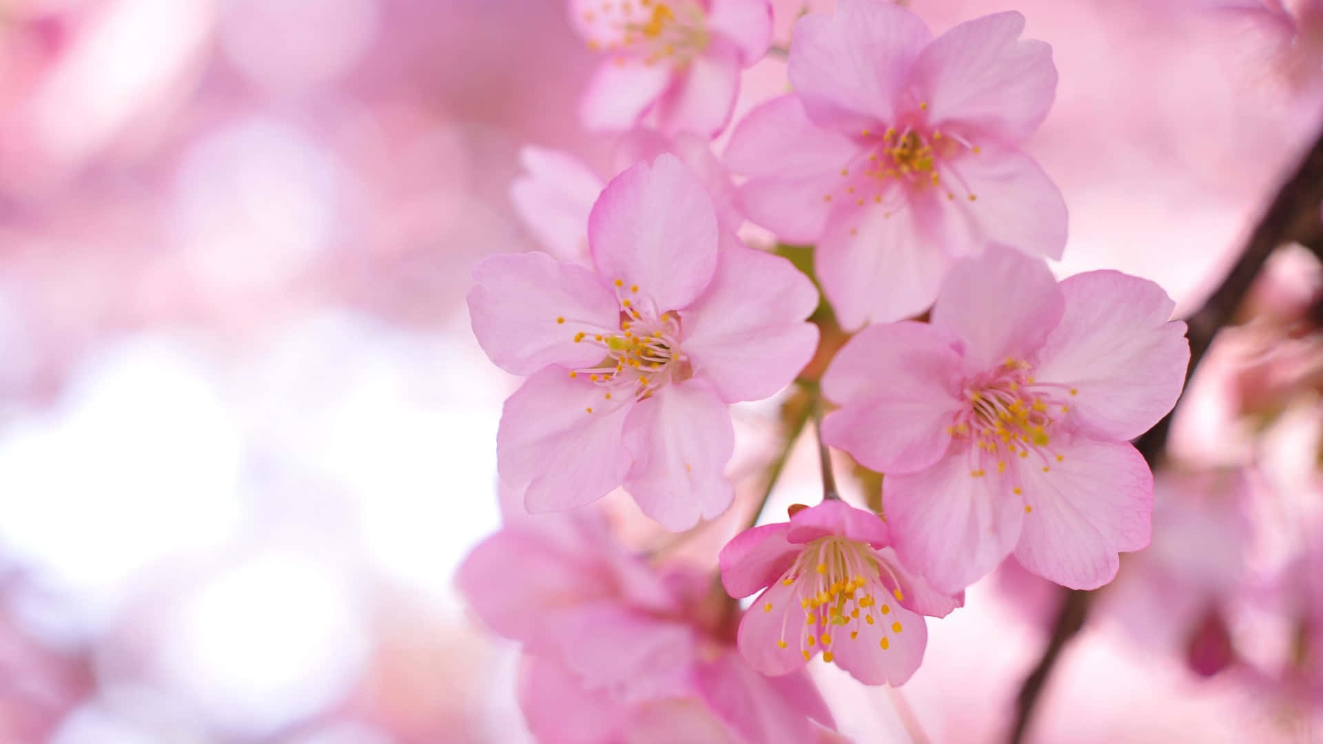 Sakura Pc Wallpaper