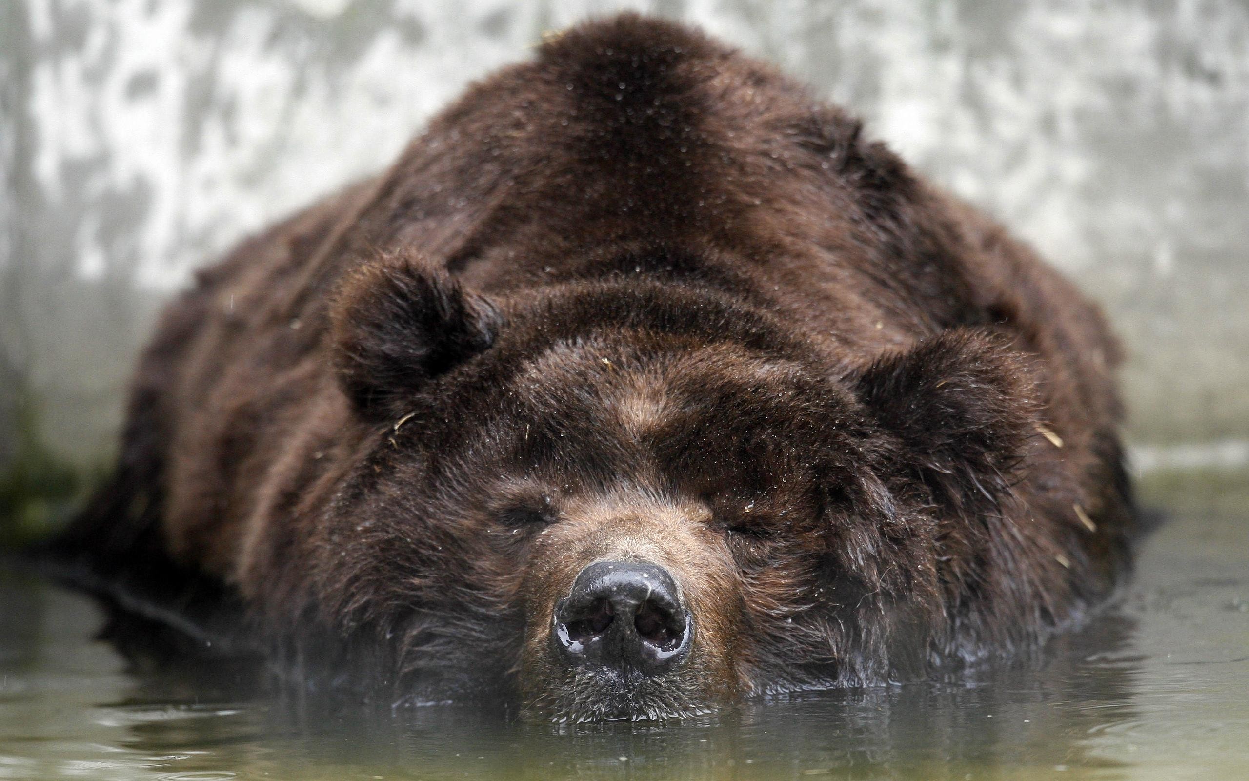Grizzly Bear Wallpaper