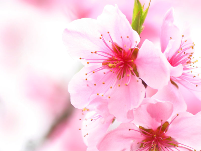 Cool Wallpaper Cherry Blossom Flower