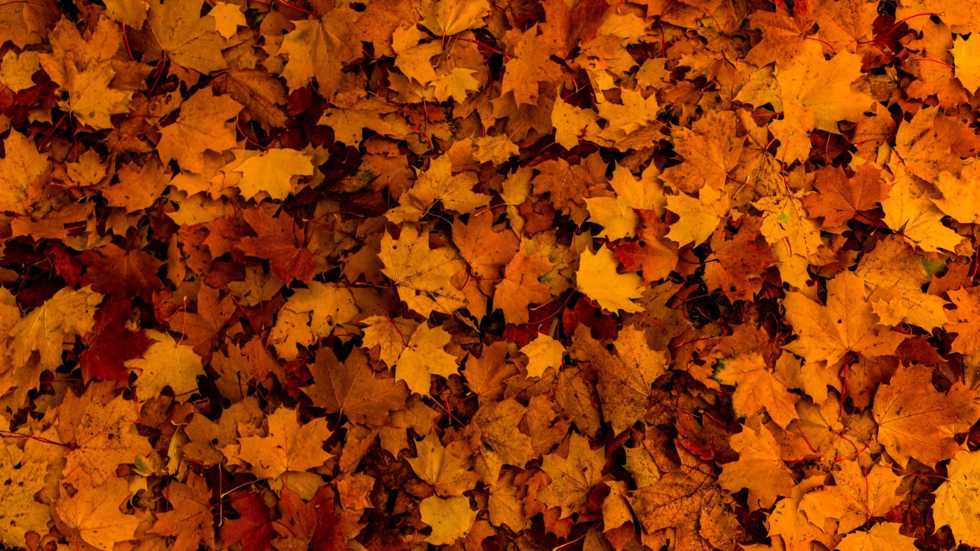 A vibrant carpet of fallen autumn leaves in various shades of orange and brown