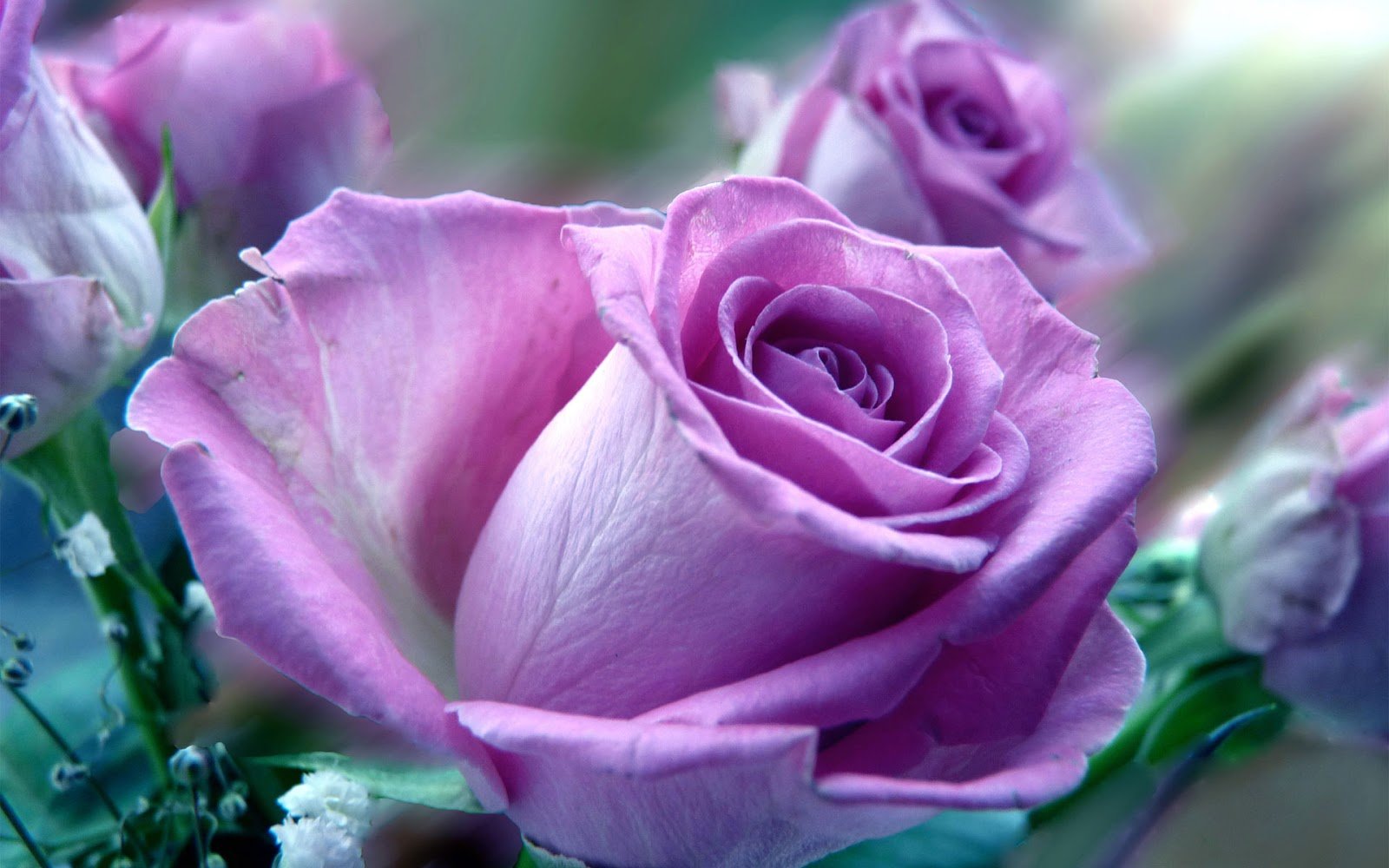 Beautiful Purple Roses Wallpapers - WallpaperSafari
