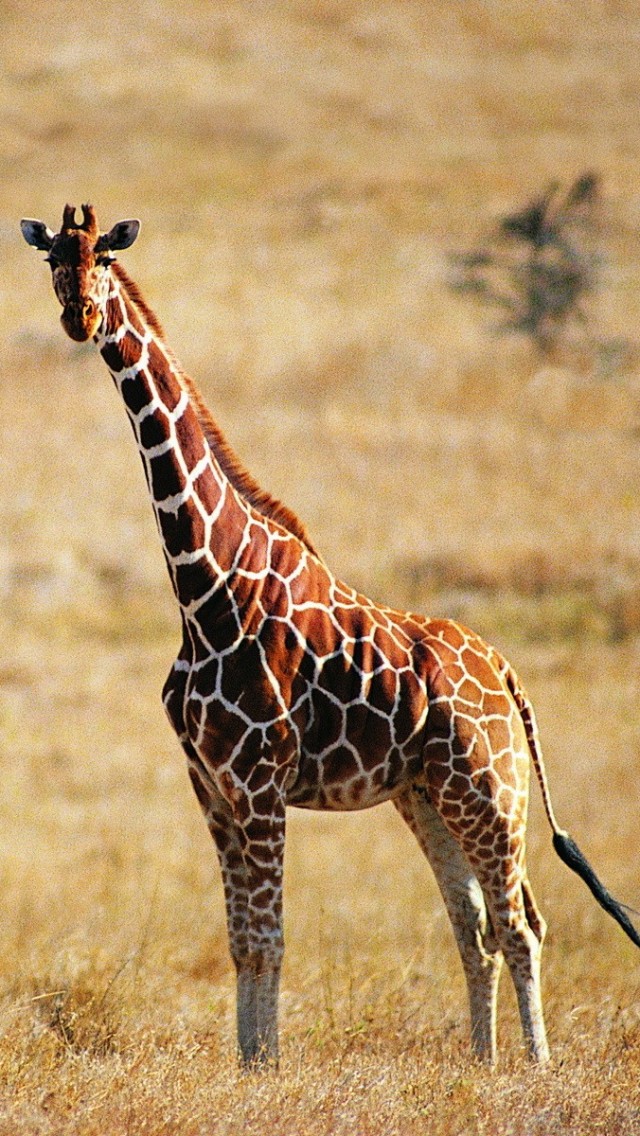 Giraffe Wallpaper iPhone