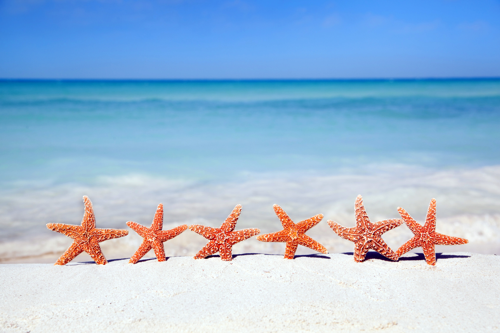 Animal Wallpaper Beach Starfish
