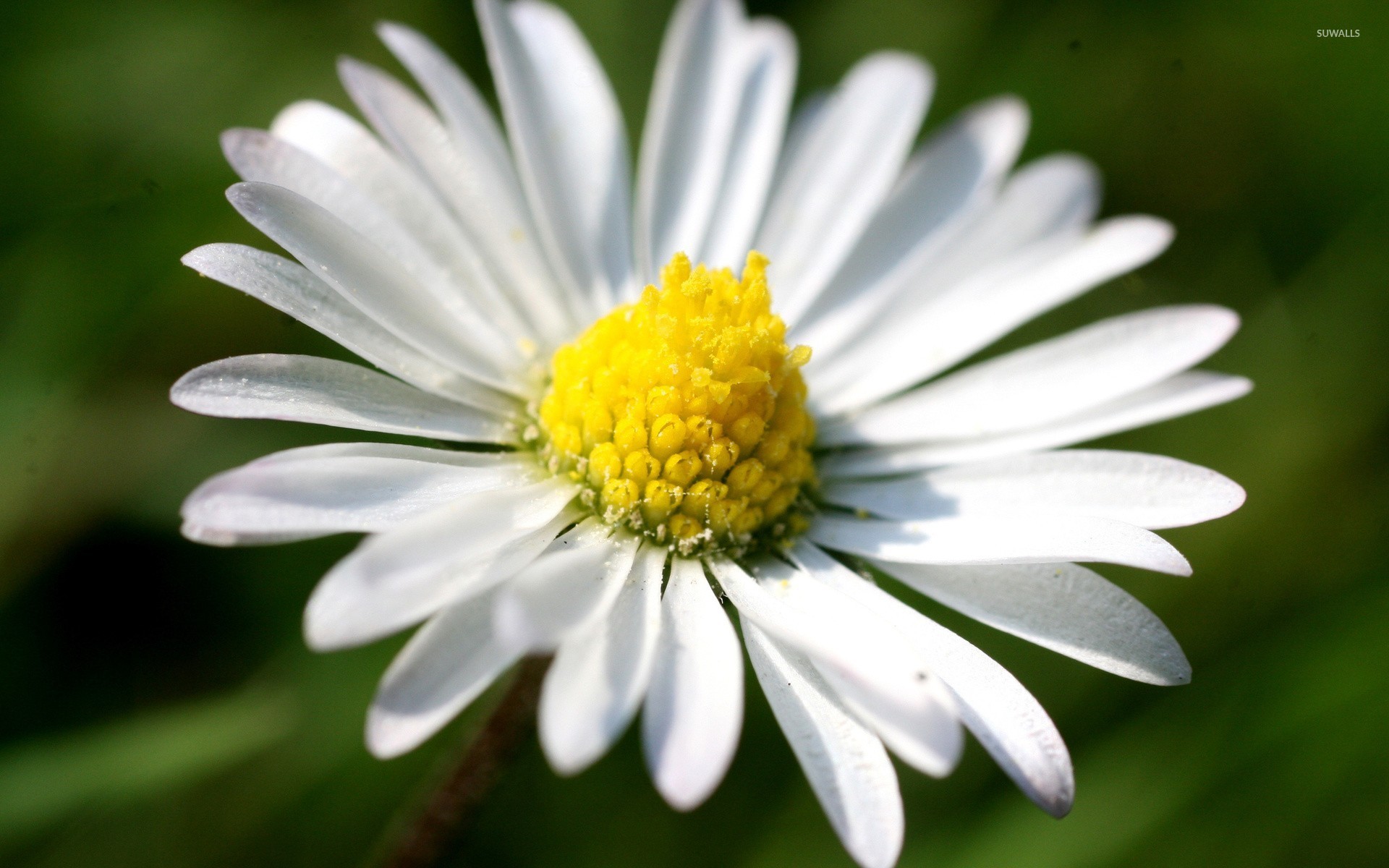 Daisy Wallpaper Flower