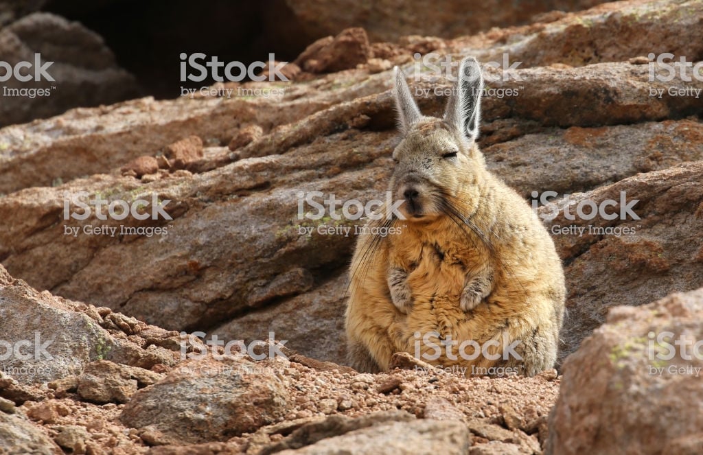 Southern Viscacha Stock Photo   Download Image Now   iStock 1024x663