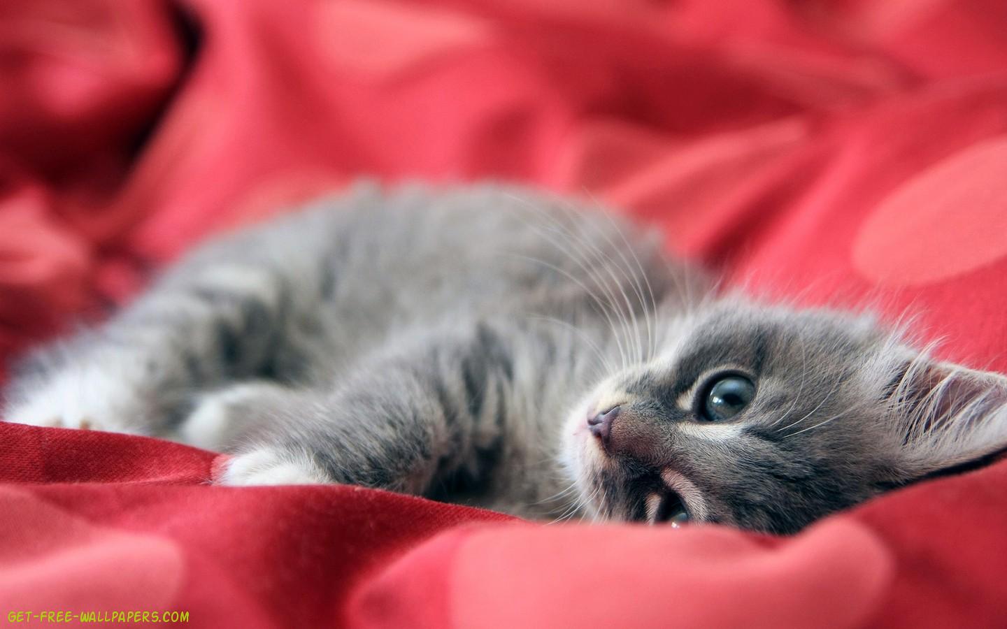 Download Cute Cat Rest Wallpaper