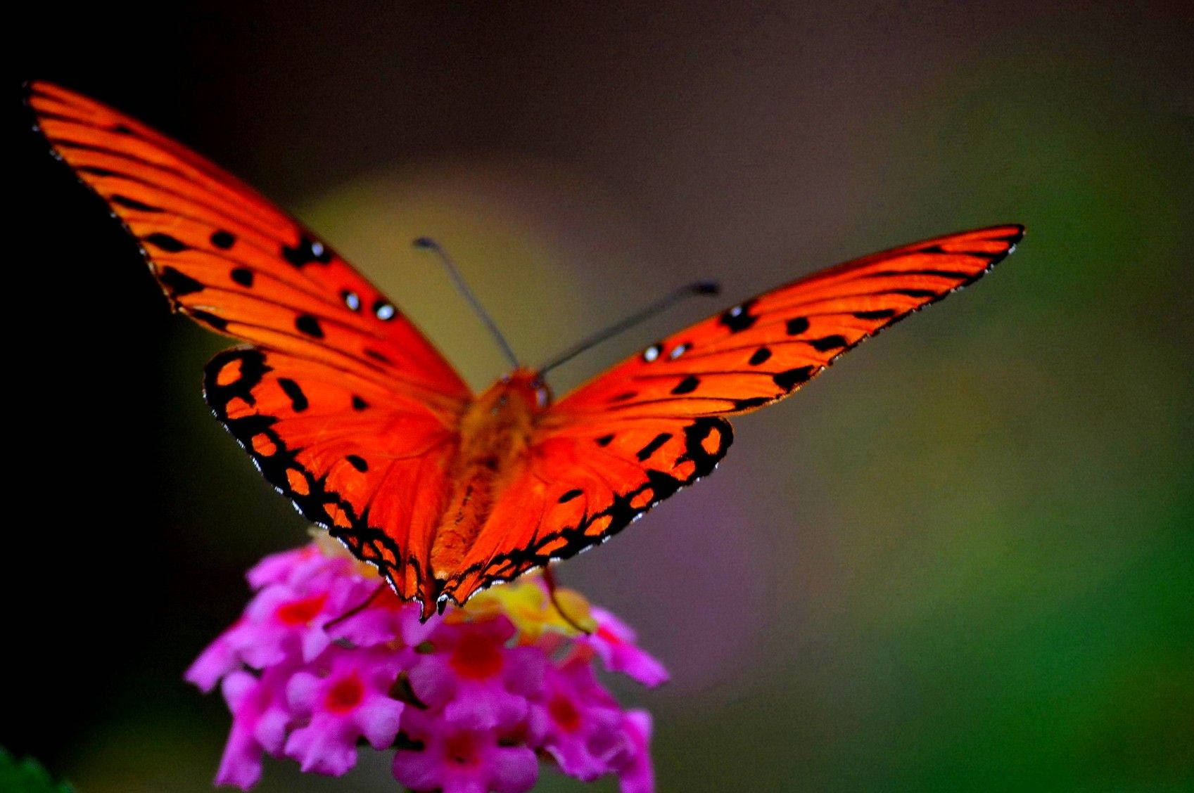 Animal Planet Wallpaper