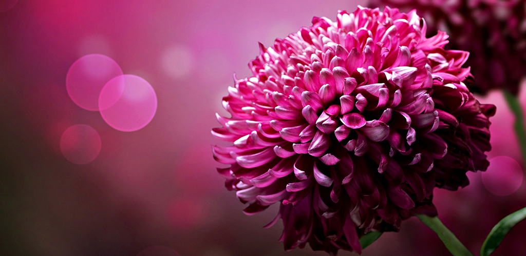 Pink Flower 4k Wallpaper Amazon Appstore For Android