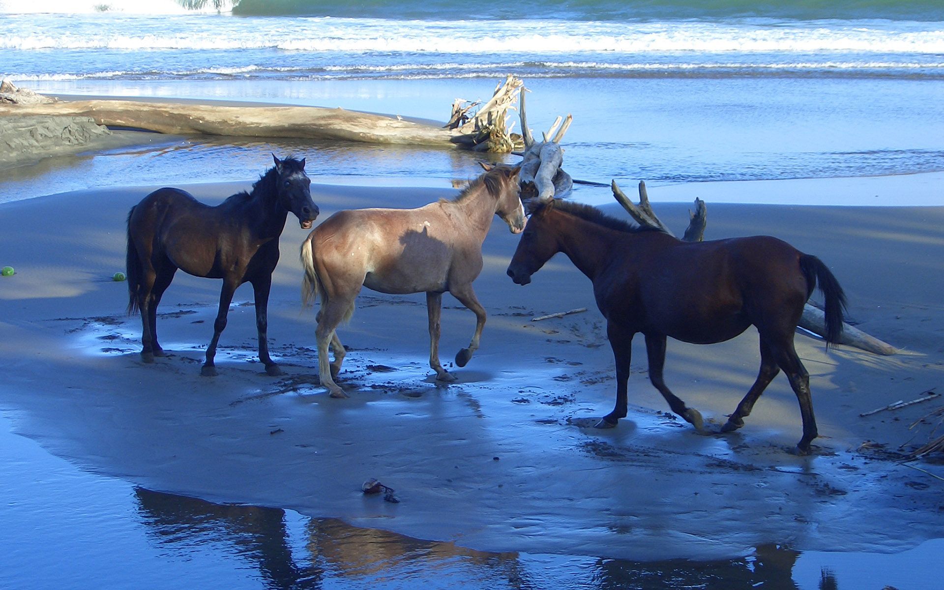 Horses On The Beach Widescreen Wallpaper