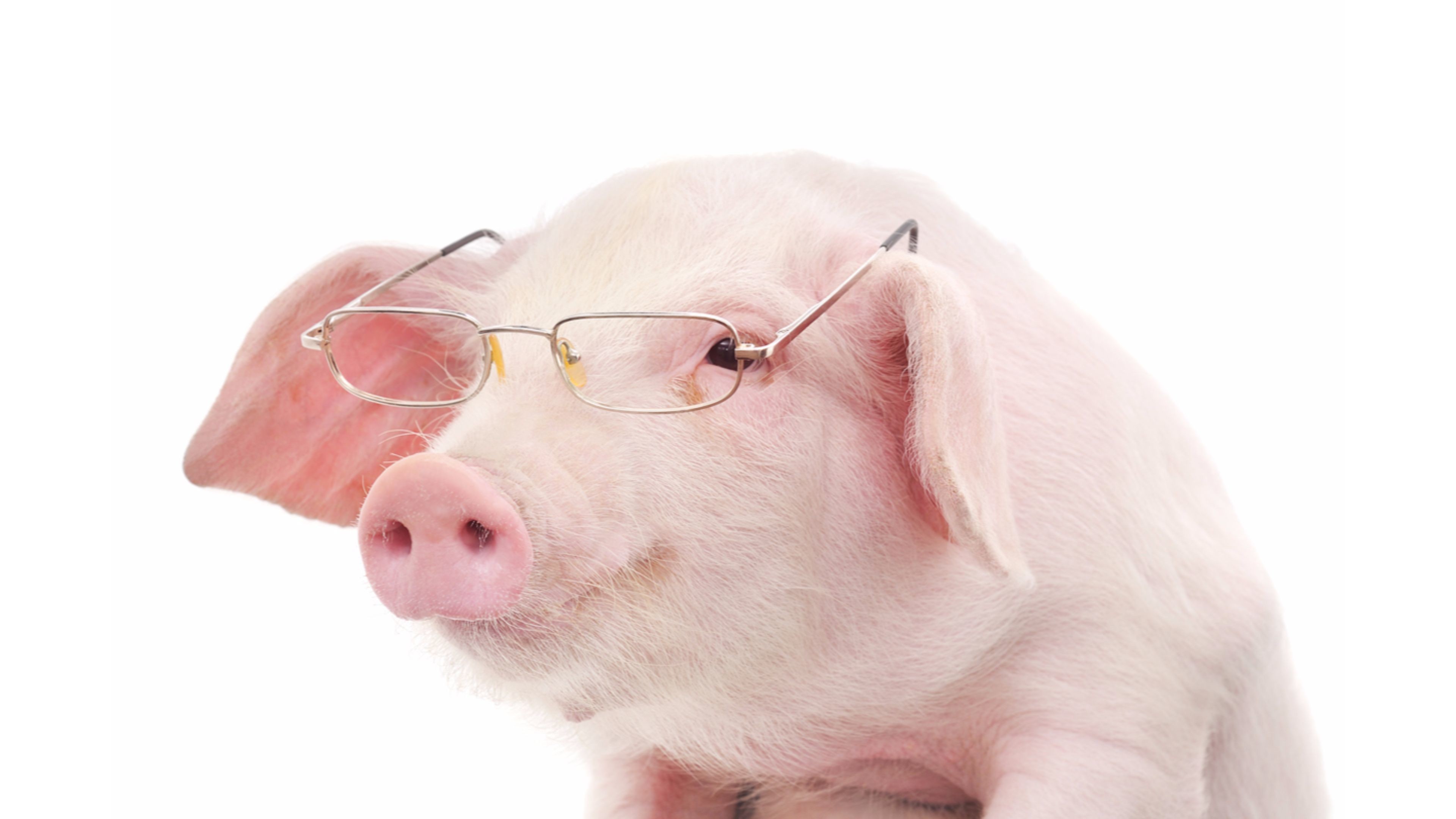 Miss Piggy Wallpaper