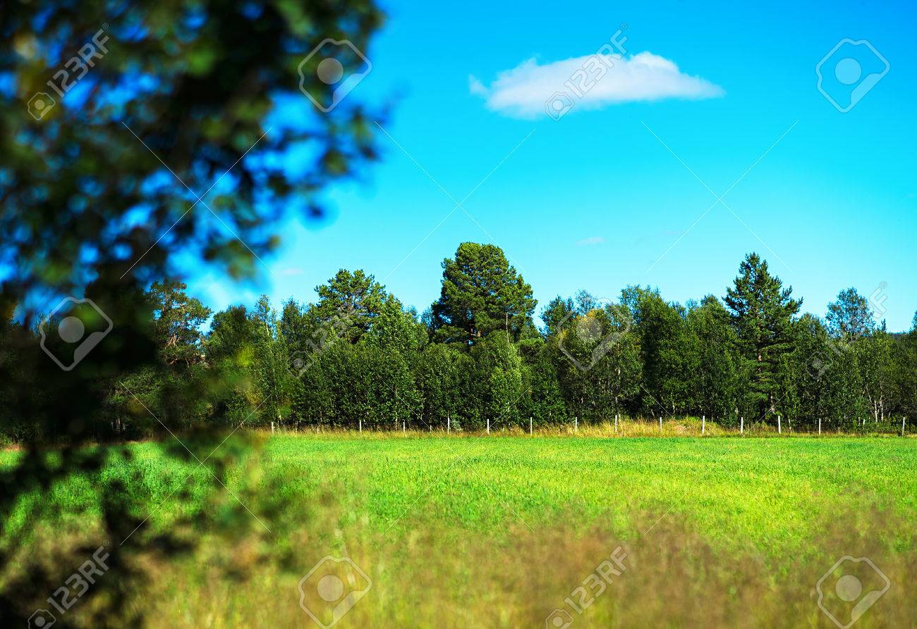 Simple Forest With Bokeh Tree Landscape Background HD Stock Photo