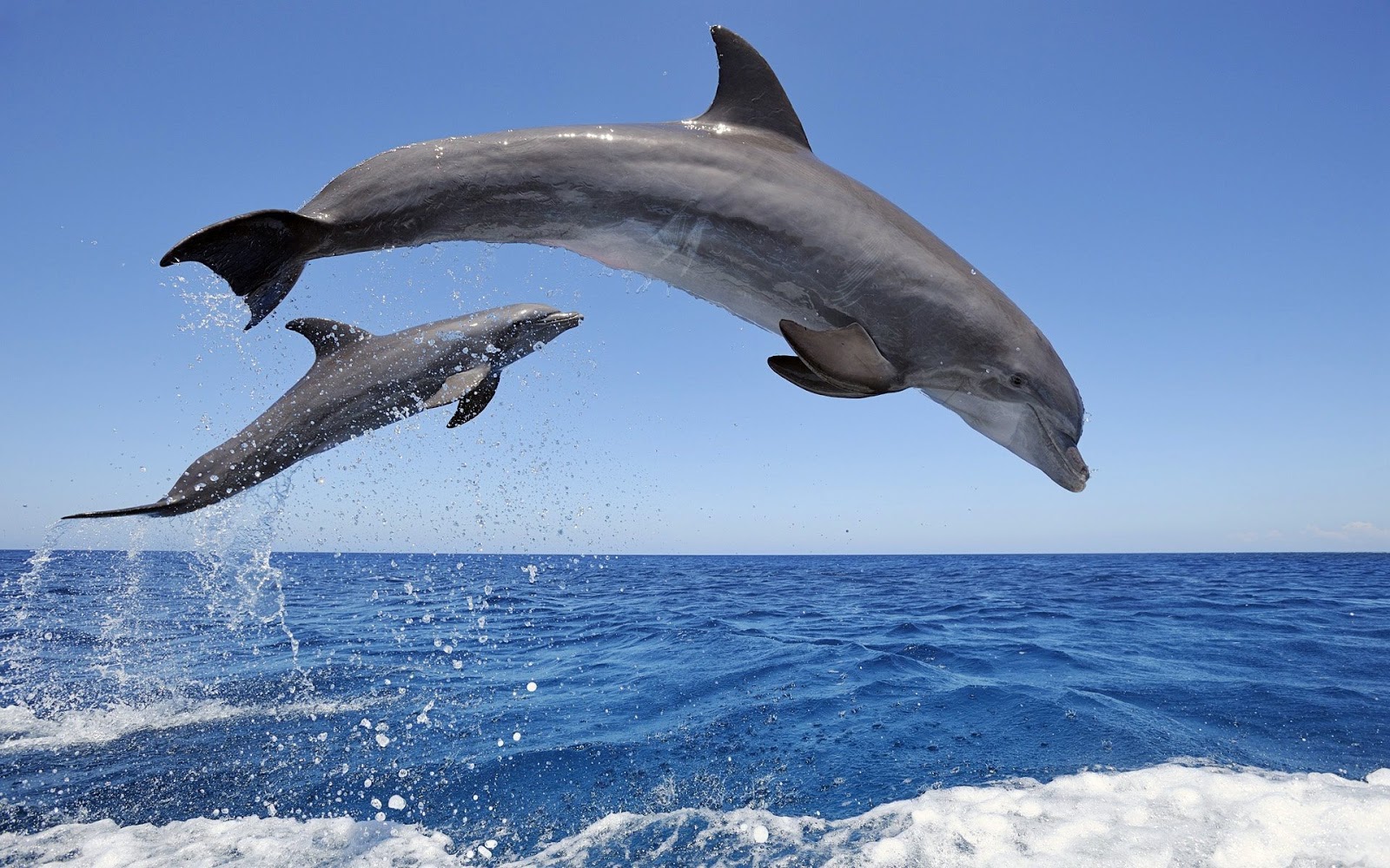 Two Dolphins Full HD Desktop Wallpaper 1080p