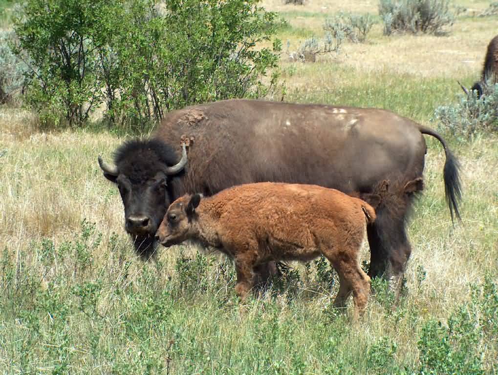 Buffalo Pictures American Bison First People Tattoo Design Bild
