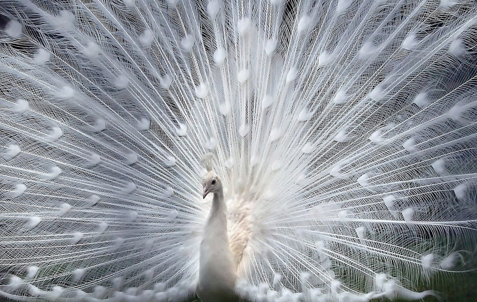 Bird Wallpaper Birds Cute Peacock HD