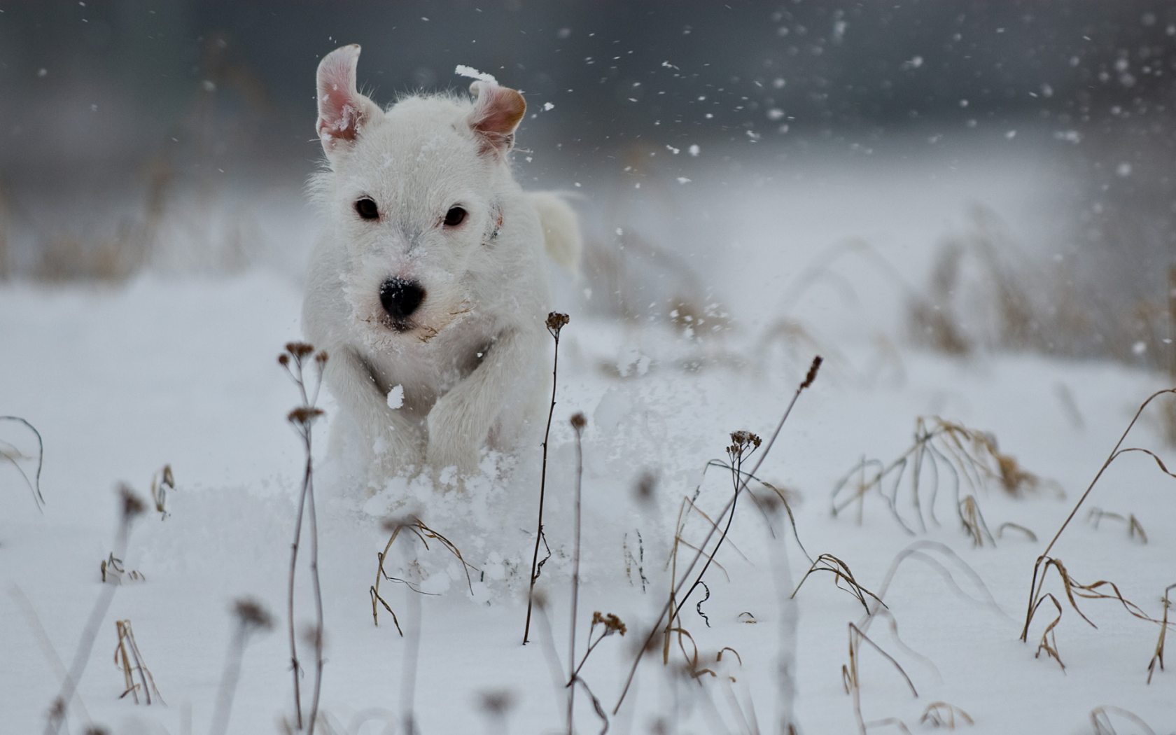 Dog Snow Wallpaper Terrier