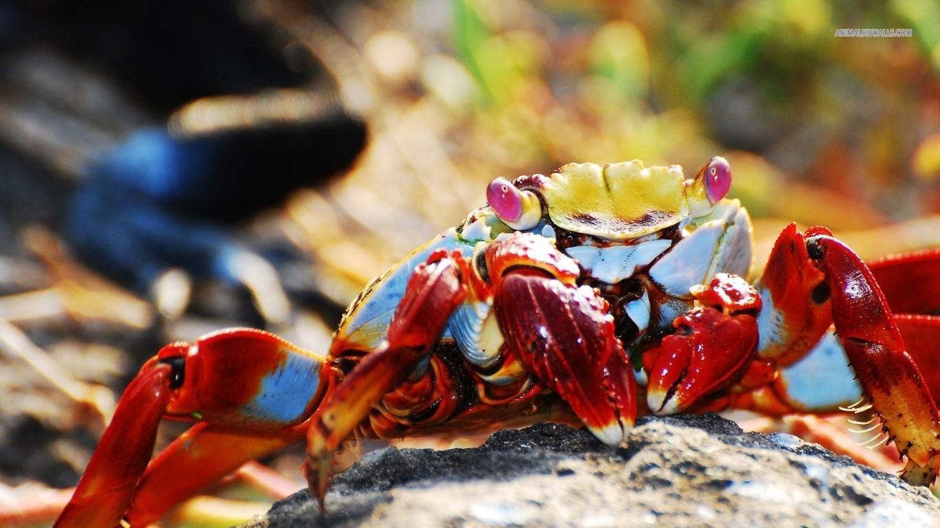 X Lobster Crab