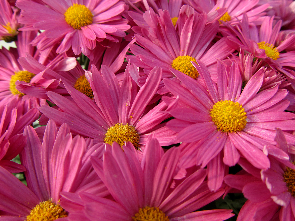 Pink Daisy Background images