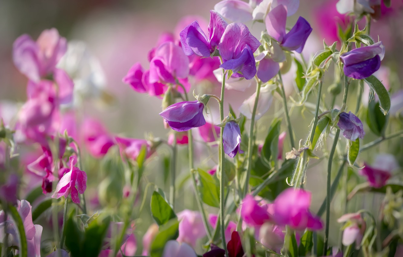 Wallpaper Summer Pink Sweet Peas Image For Desktop Section