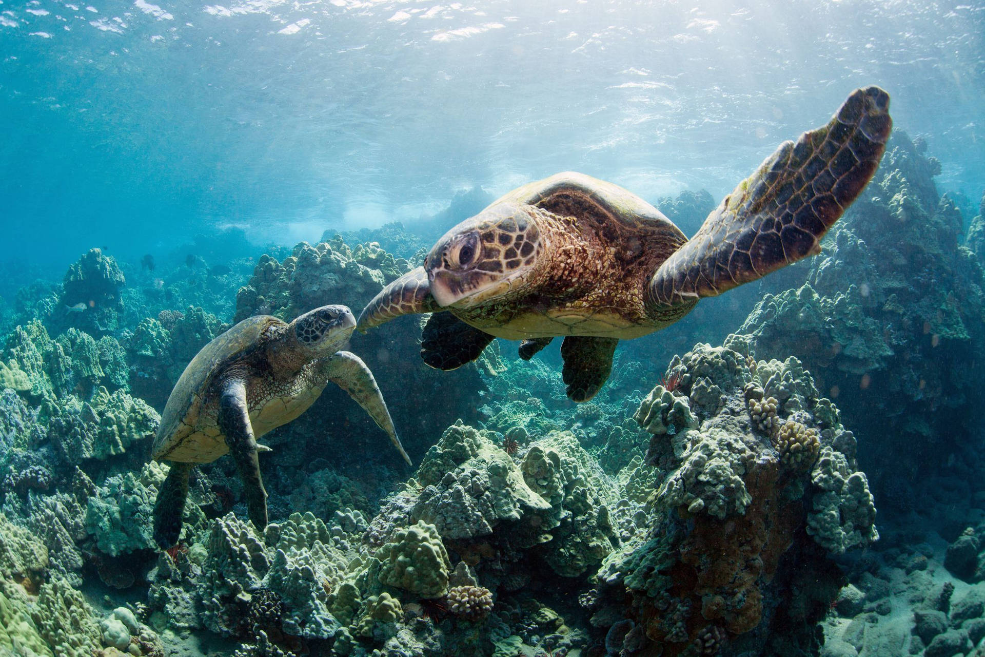 Cute Turtle Wallpaper