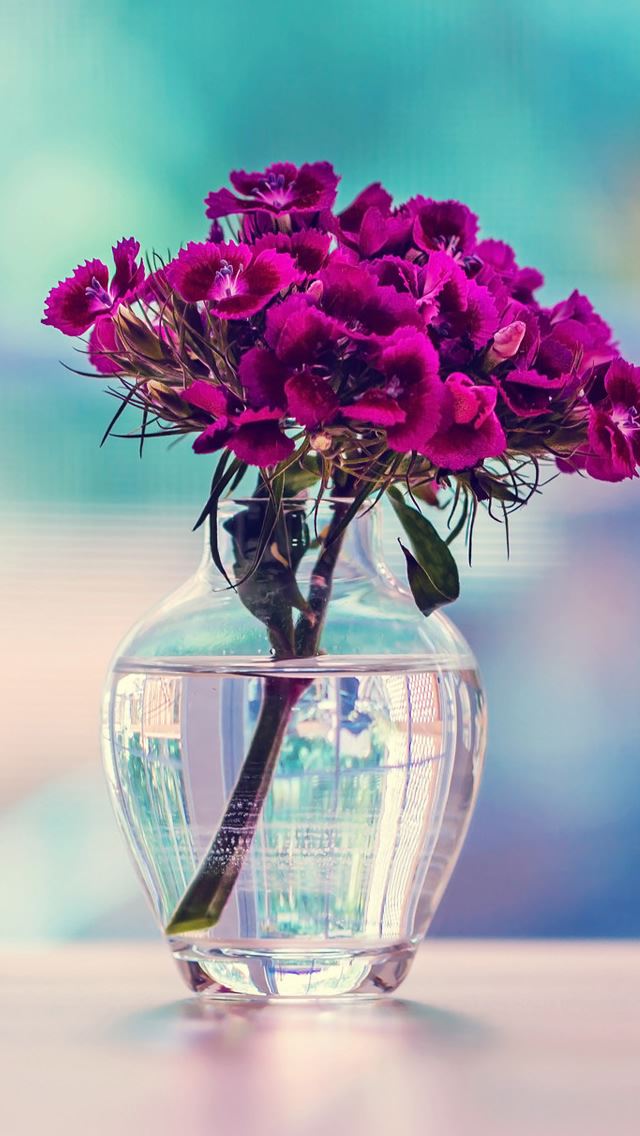 Purple Carnation In A Vase Flower iPhone Wallpaper
