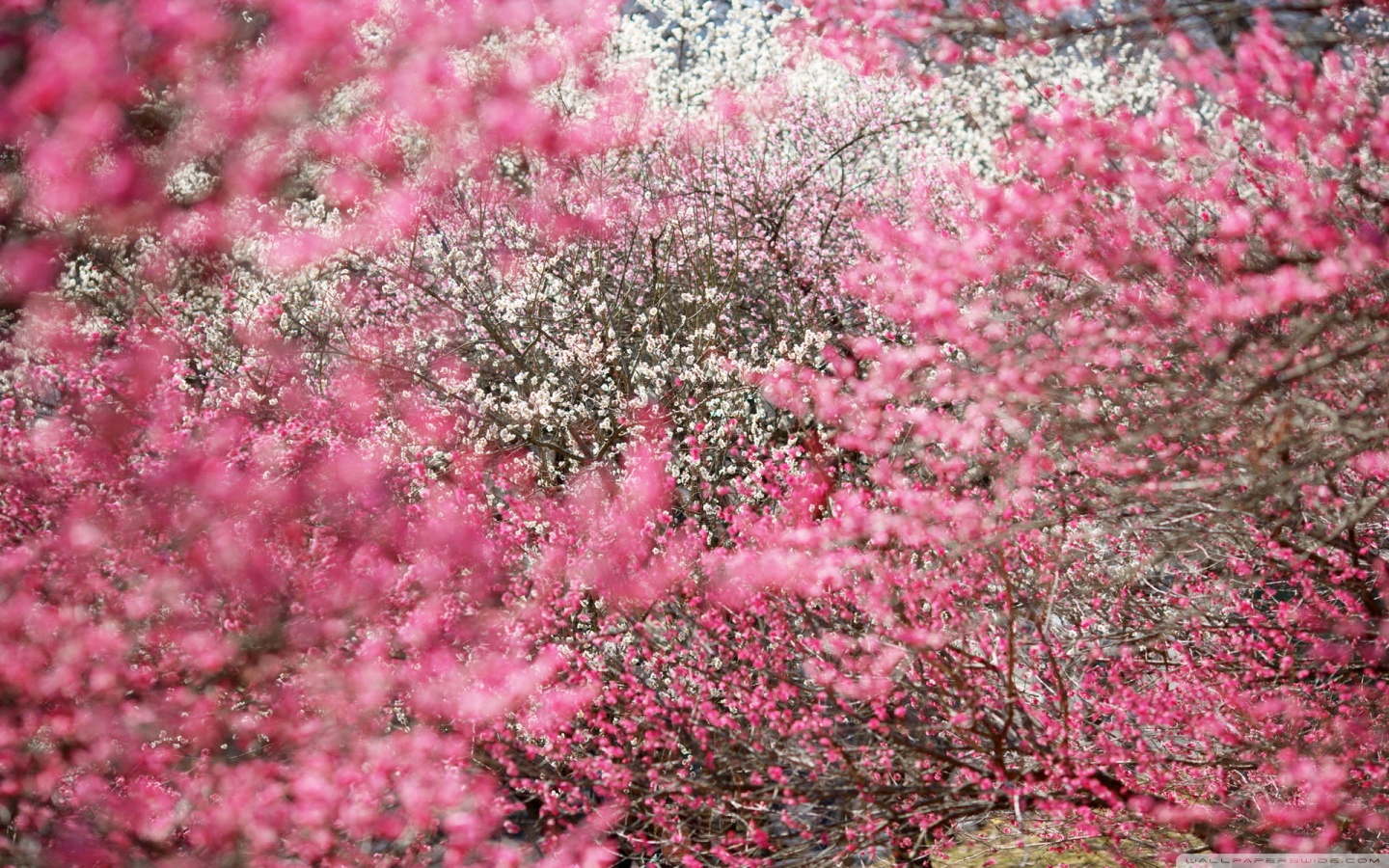 Cherry Blossoms Wallpaper Trees Flowers
