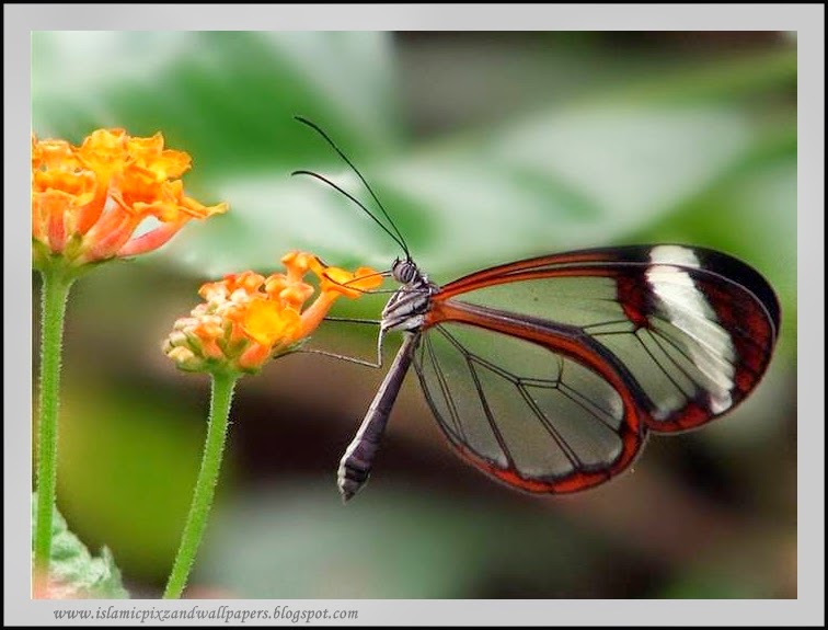  and Wallpapers Beautiful creation of Allah butterfly pictures