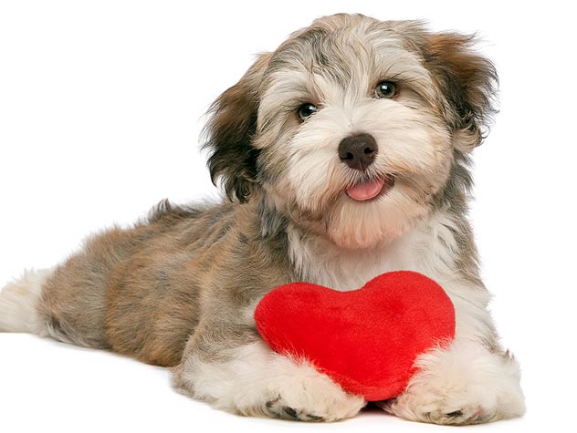 Reasons Your Dog Makes The Best Valentine S Date Petfinder