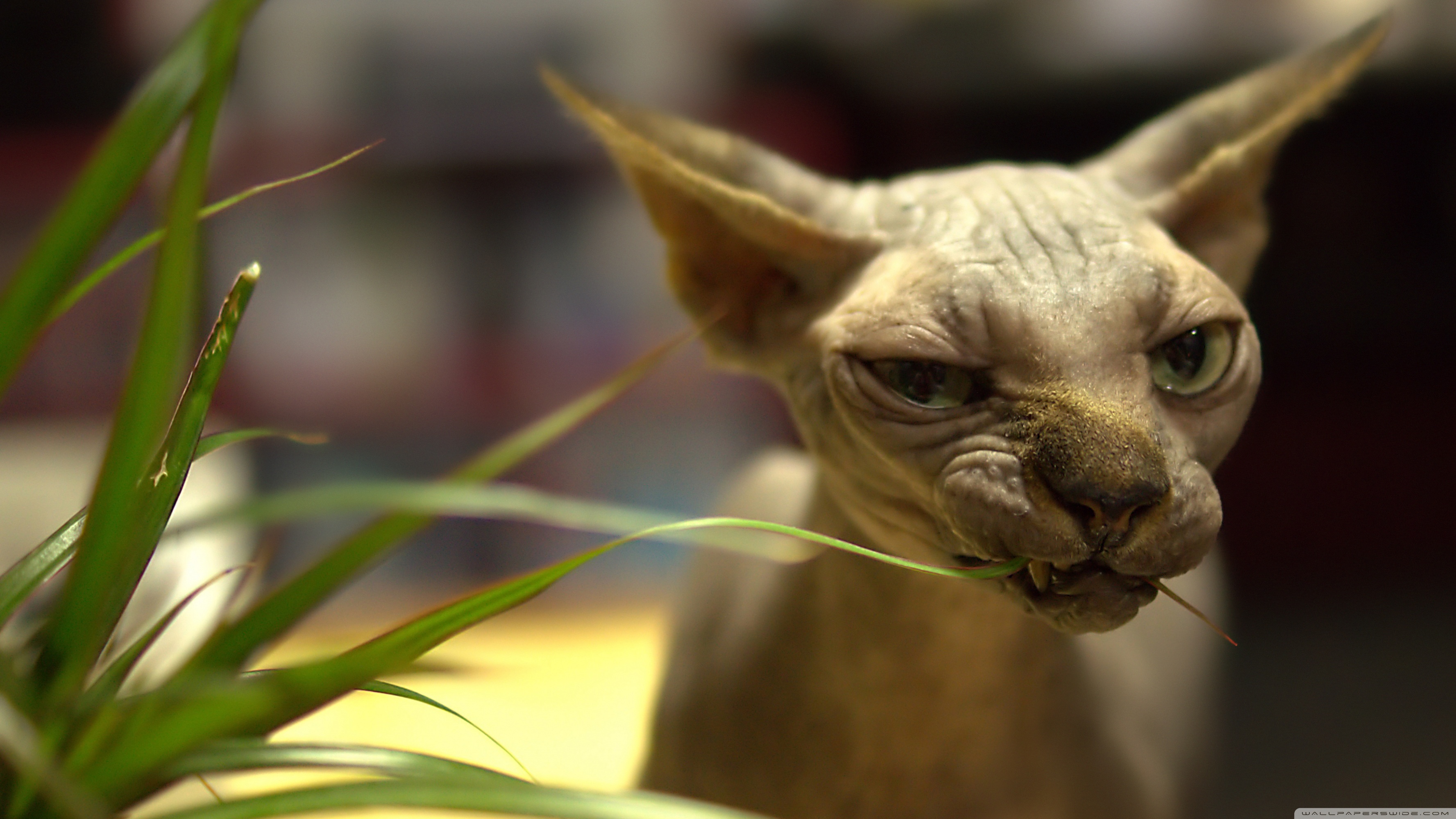 Sphynx Cat HD Wallpaper Background Image Id