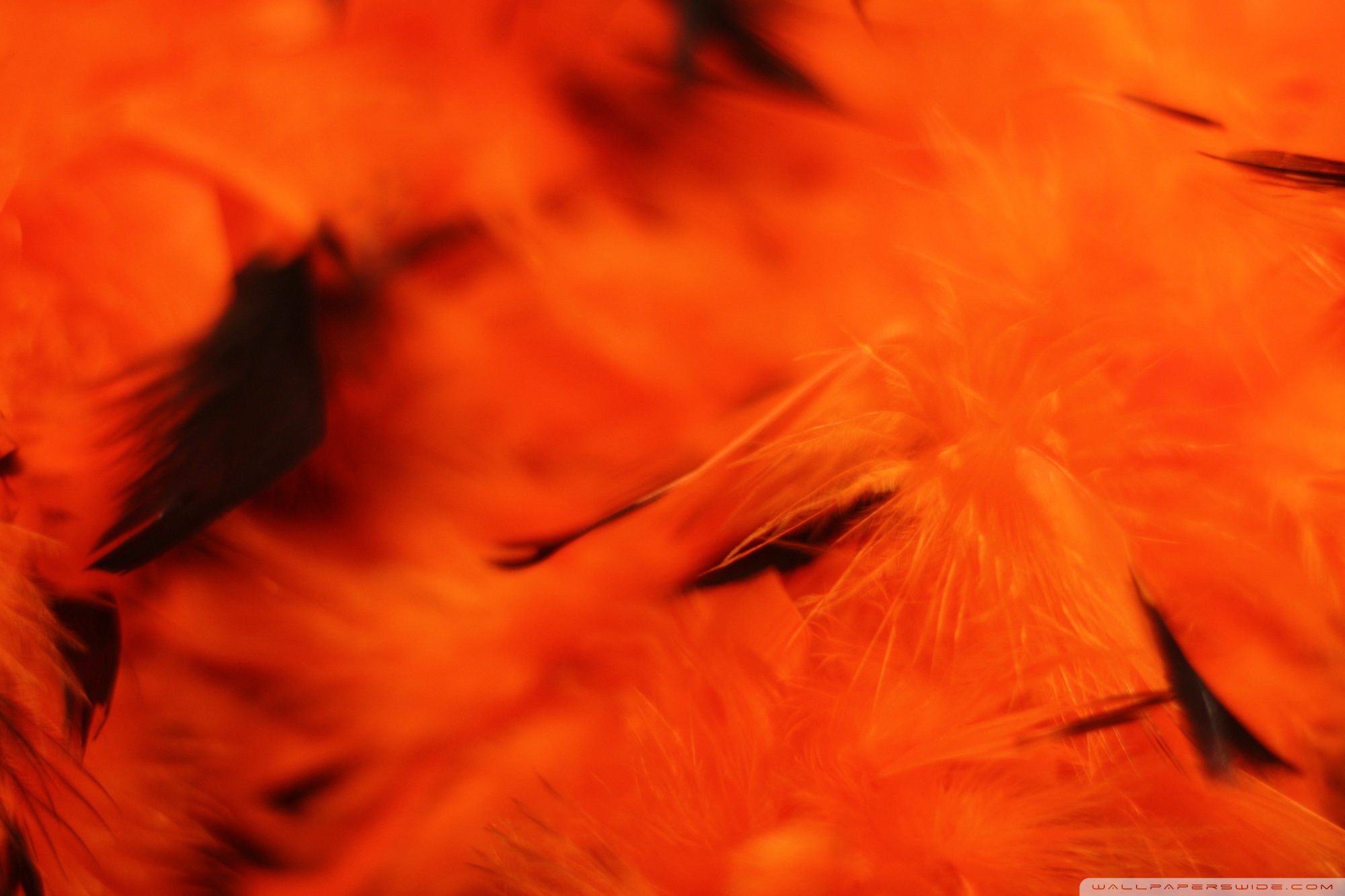 Halloween Orange Background 4k HD Desktop Wallpaper For