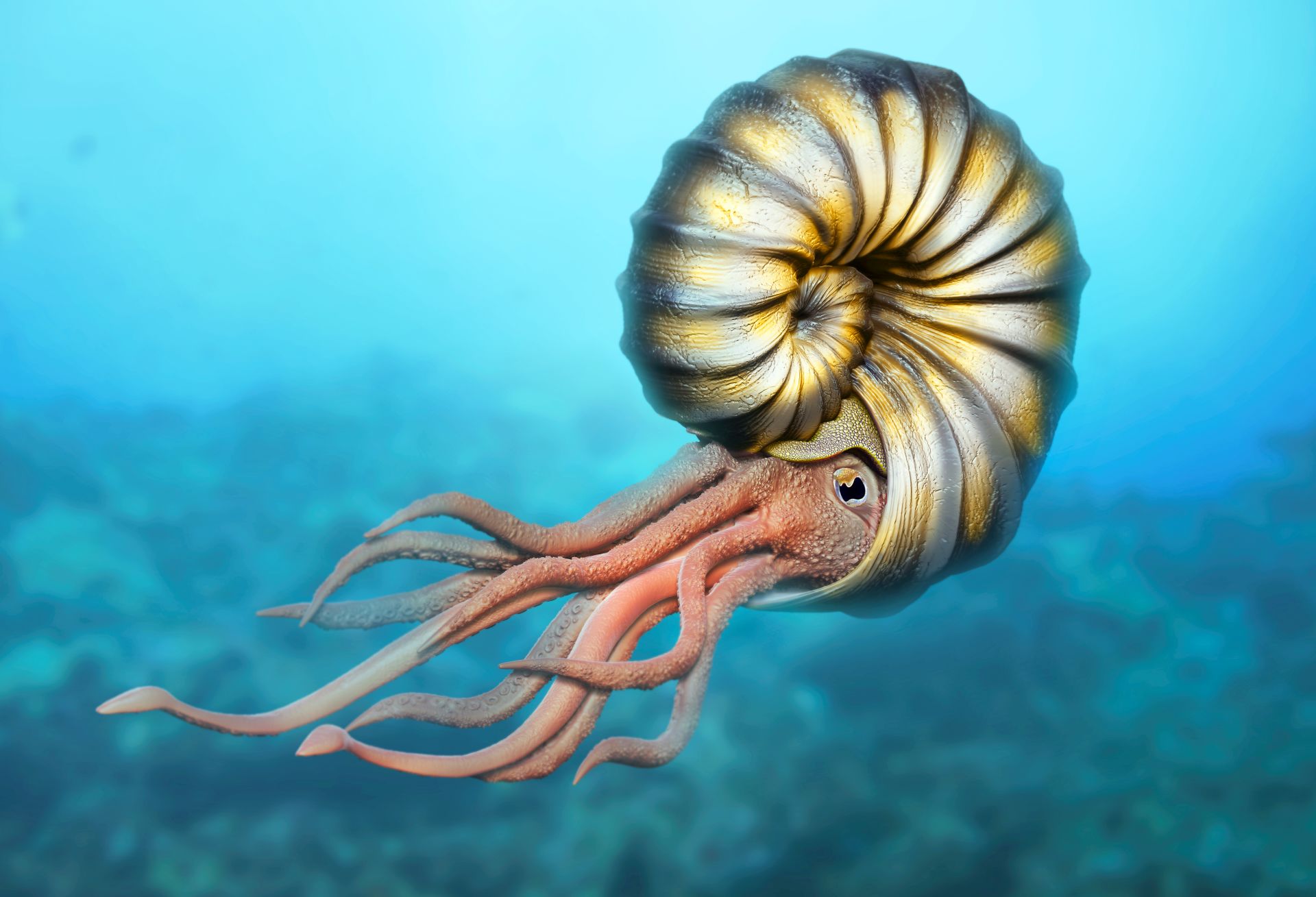 Ammonite Facts Wallpaper