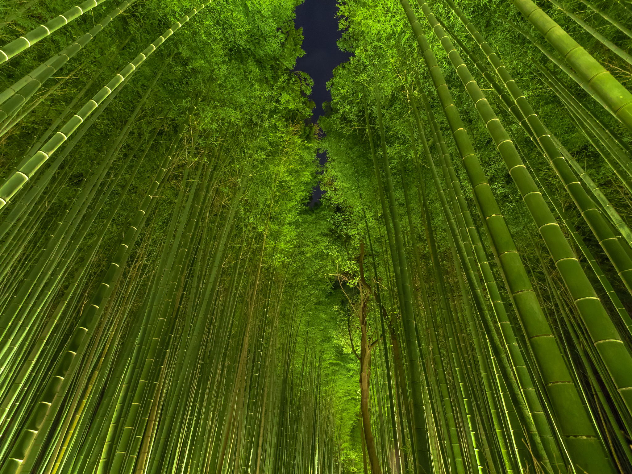 Bamboo Forest At Night Desktop Background HD Wallpaper