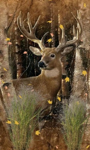 Deer Hunting Wallpaper For iPhone Buck Hunter Live