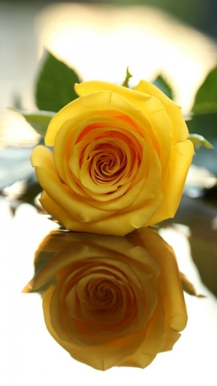 Download 49+ Screensavers and Wallpaper Yellow Roses on ...