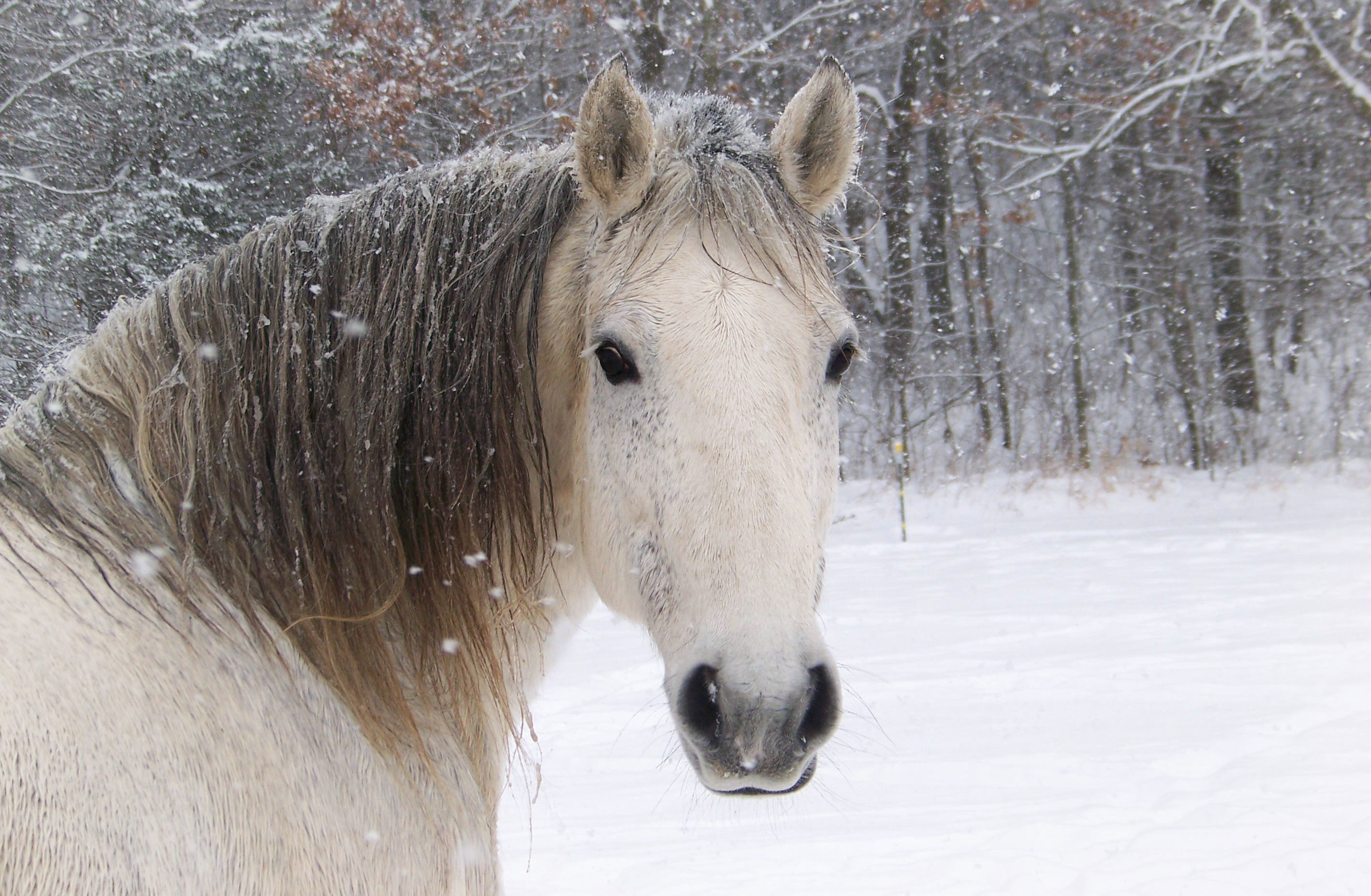 Horse Winter Head Snowflake Snow Wallpaper