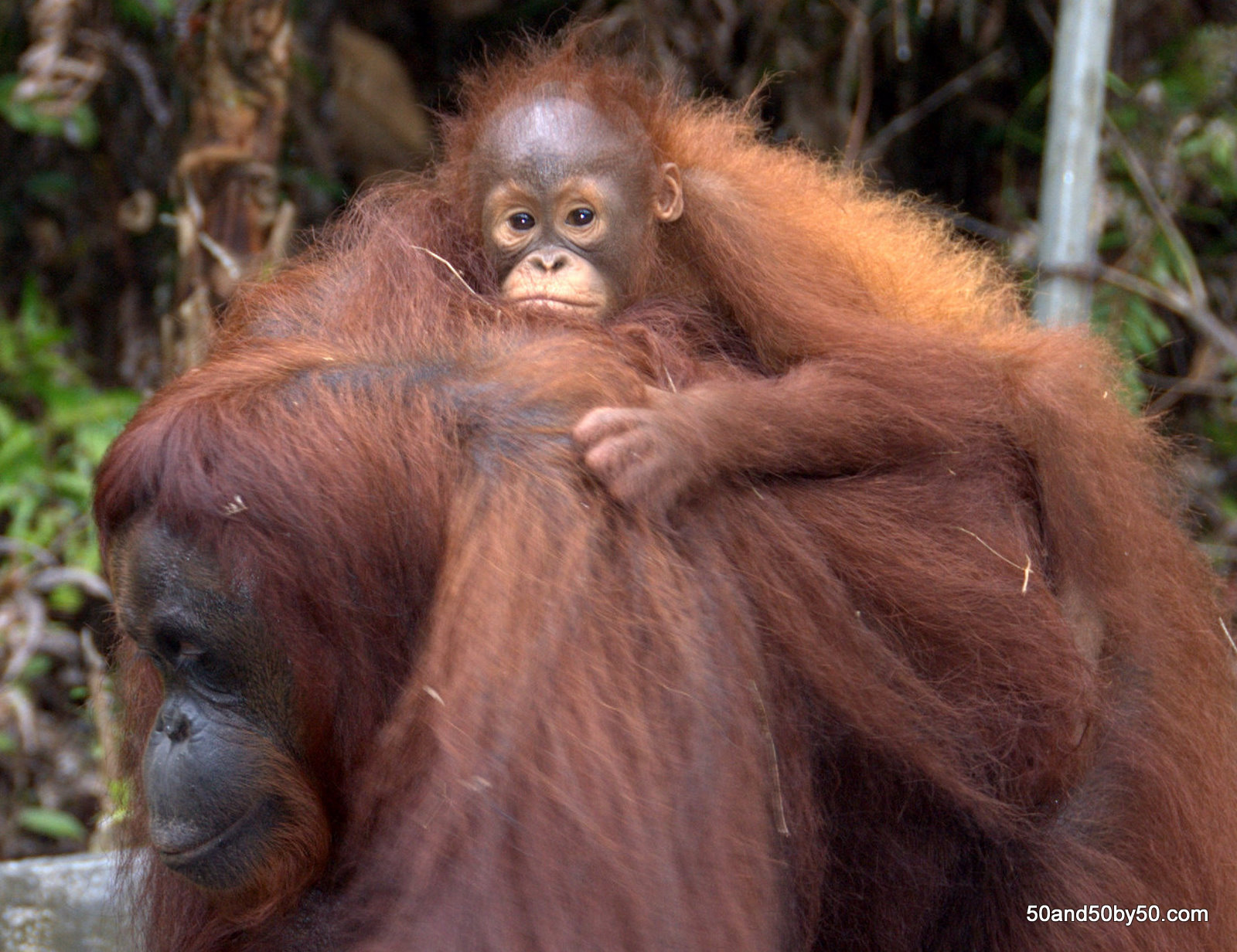 Back Gallery For Baby Orangutan Wallpaper