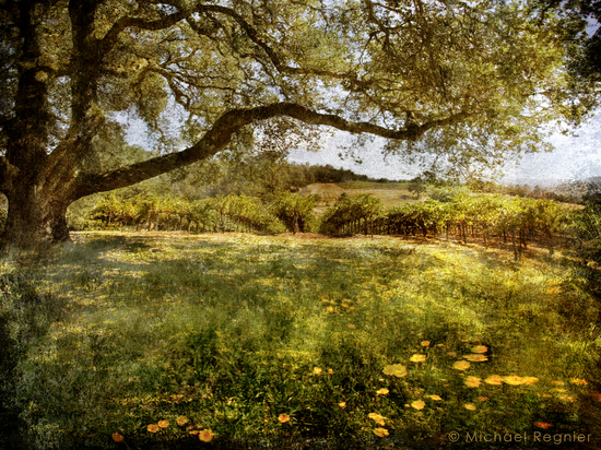 Vinography Image Spring Vineyard A Wine