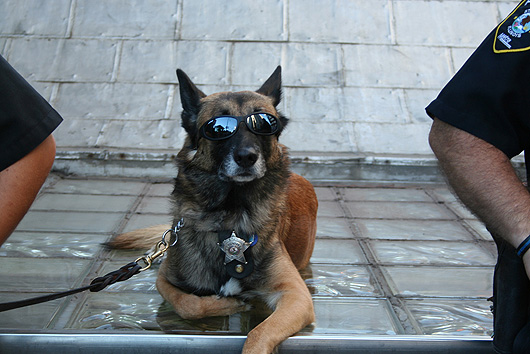 Of Cool Police Dog Photo On This Dogs Wallpaper Background Website