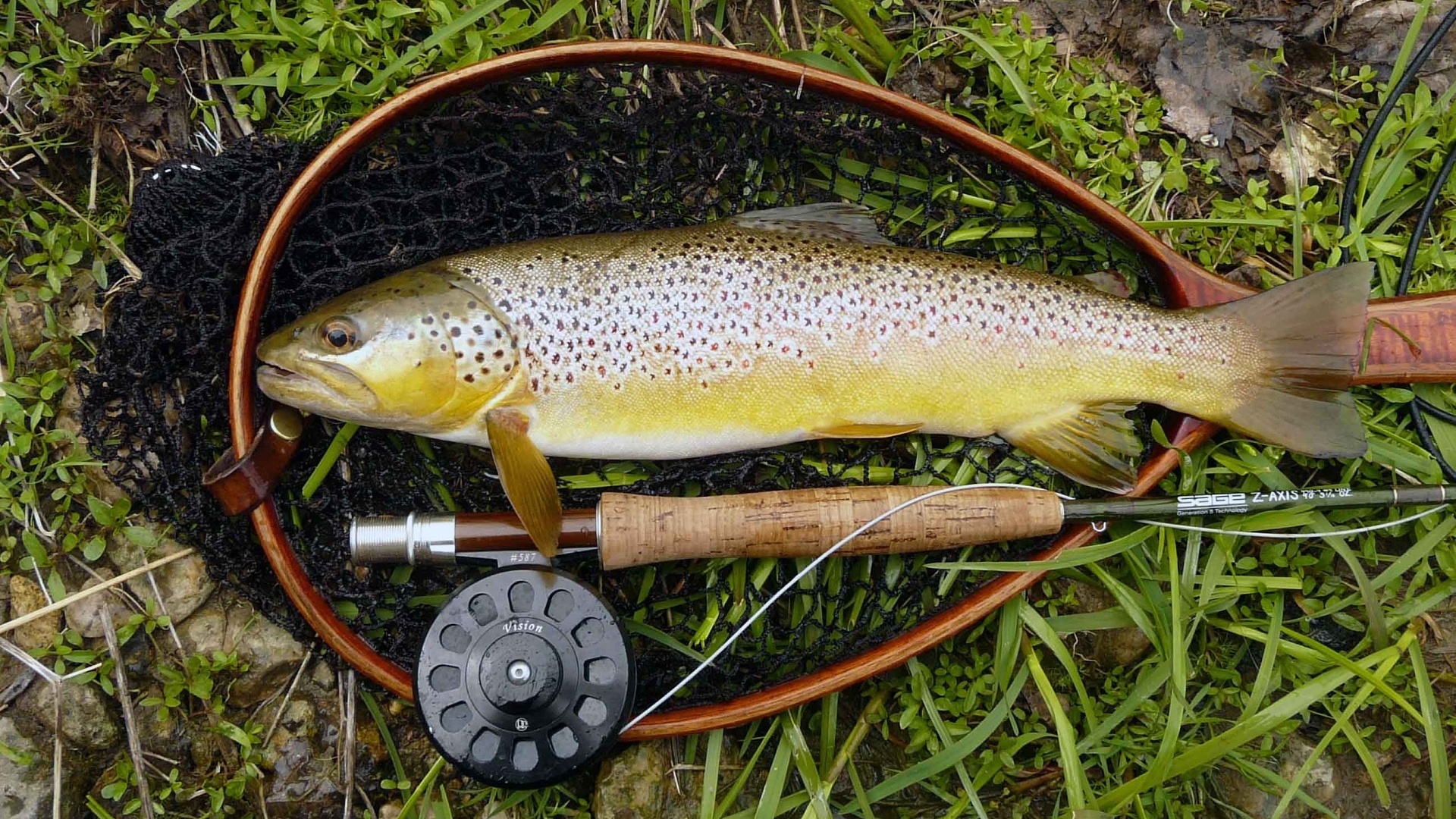 Fly Fishing Trout Brown