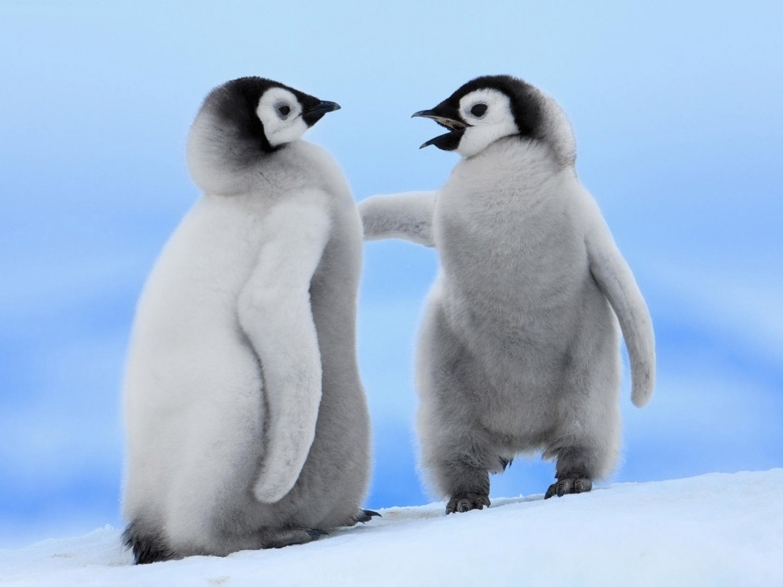 Cute Penguins Couple Photos HD Wallpaper Image Pictures