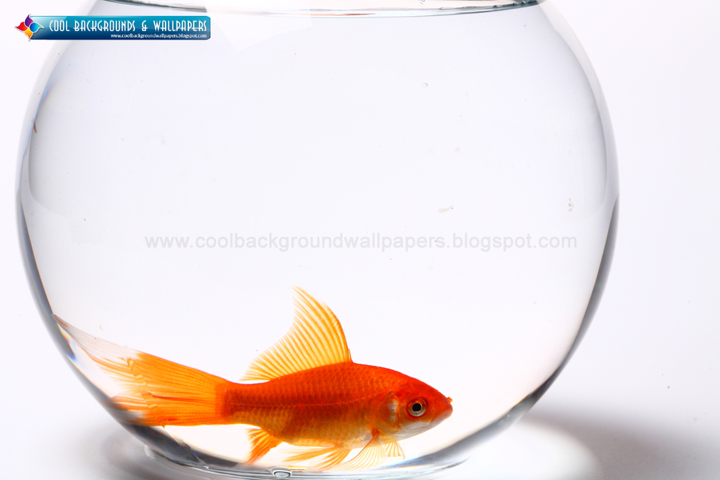 Wallpaper And Background Gold Fish HD
